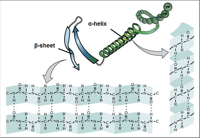 biology-3-chemical-bases-of-the-life-2
