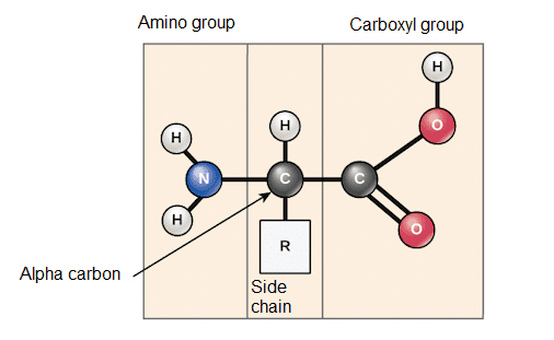 biology-3-chemical-bases-of-the-life-2