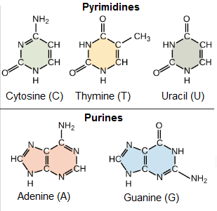 biology-3-chemical-bases-of-the-life-2