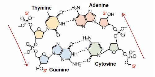 biology-3-chemical-bases-of-the-life-2
