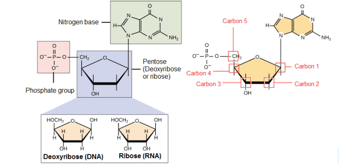biology-3-chemical-bases-of-the-life-2