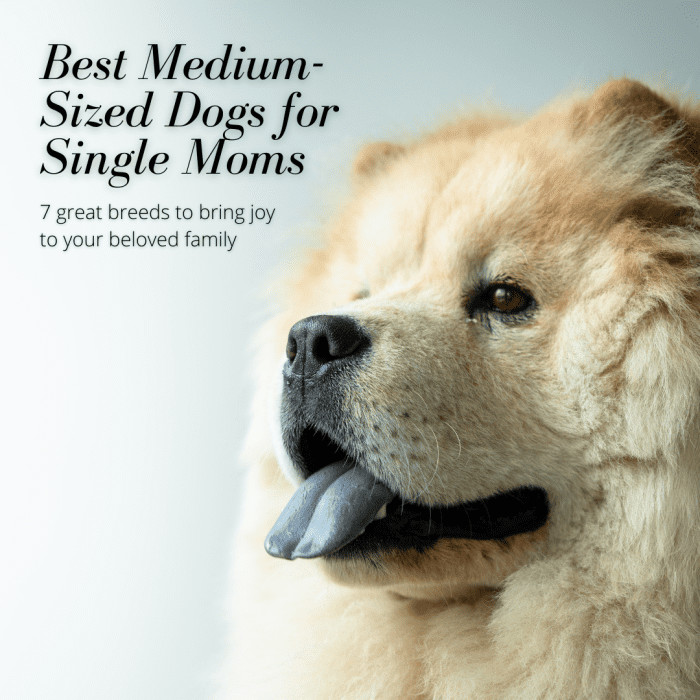 This article will showcase seven breeds of medium-sized dogs that would be great choices for adding bottomless joy to the families of single moms.