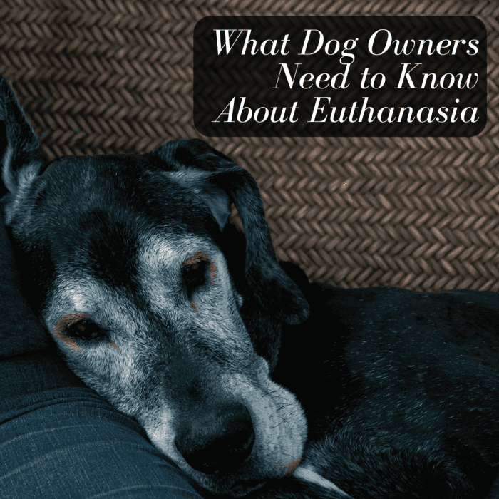 Everything Dog Owners Need to Know About Euthanasia - PetHelpful