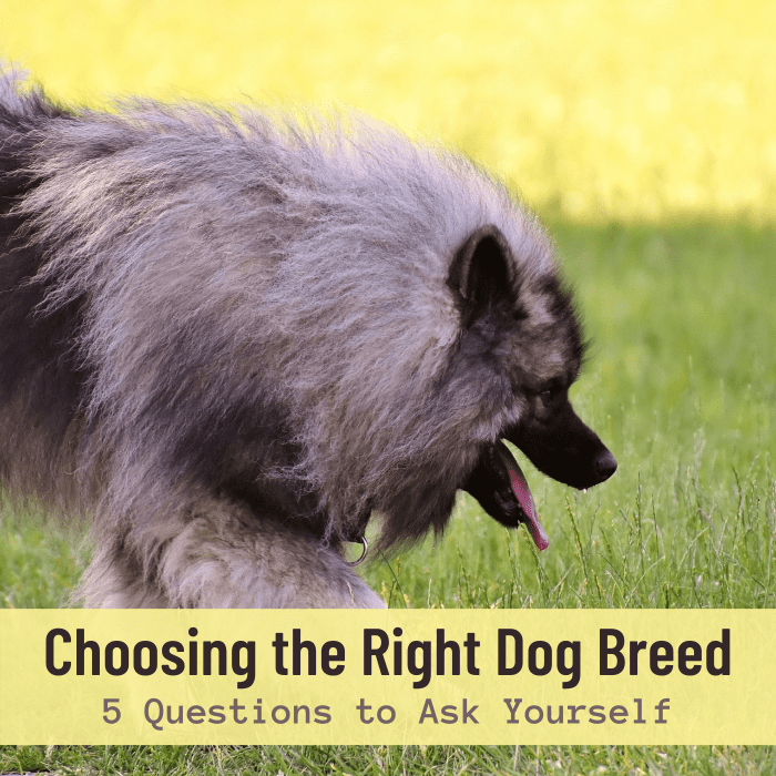 No dog breed is "one size fits all." Consider these questions to make sure you choose the right breed for your situation and family.
