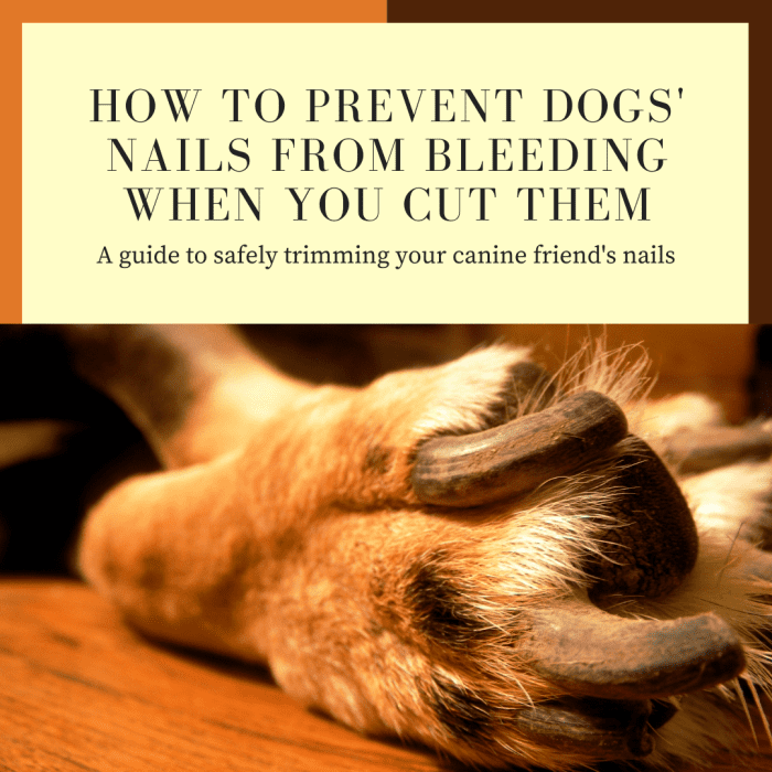 How to Prevent Dogs' Nails From Bleeding When You Cut Them - PetHelpful