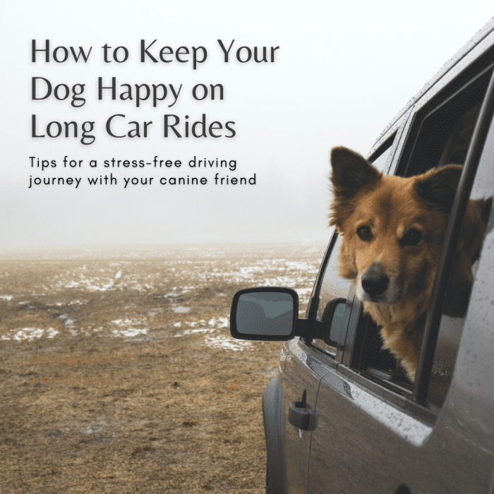 How to Keep Your Dog Calm and Happy on a Long Car Journey PetHelpful