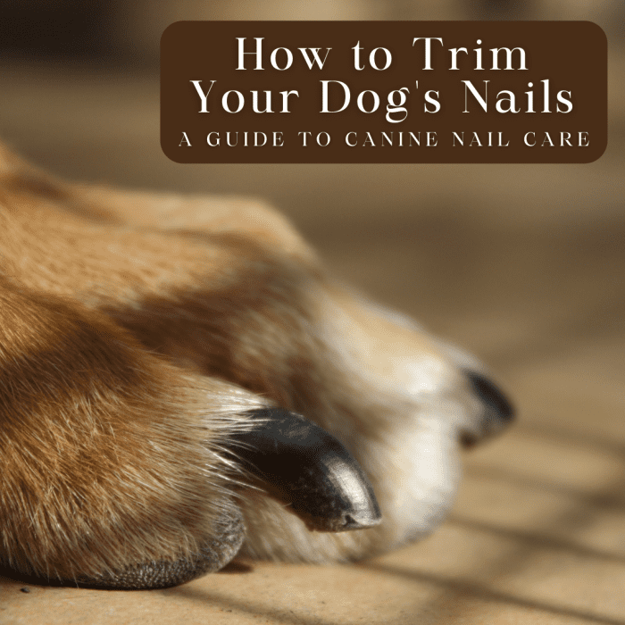 Nail Trimming for Dogs: How Can I Cut My Dog's Nails? - PetHelpful