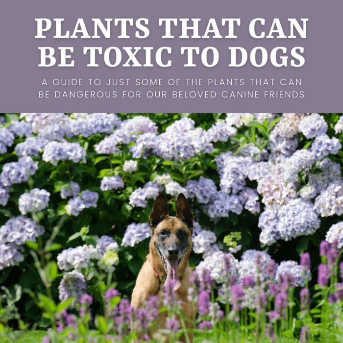 Dangerous Plants for Dogs - PetHelpful