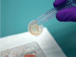 Reconstituted human’s skin model can be used to replace the notorious skin irritation tests in rabbits