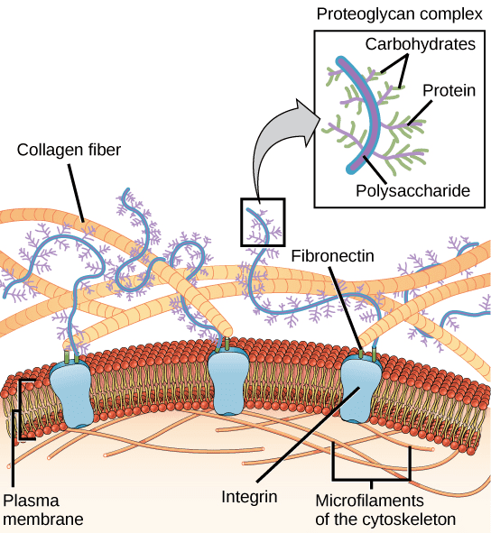 The cell or plasma membrane, fibronectin, and the extracellular matrix (plus the interior of the cell in the lower part of the picture)