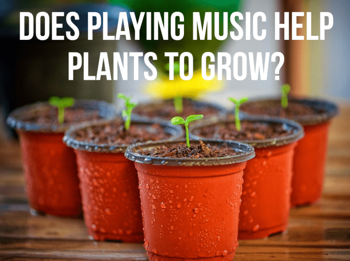 Many people believe that playing music to plants can help them to thrive. The idea is rooted in the work and experiments of Dorothy Retallack, who covered the subject in the 1970s. She concluded that only some types of music are good for plants.