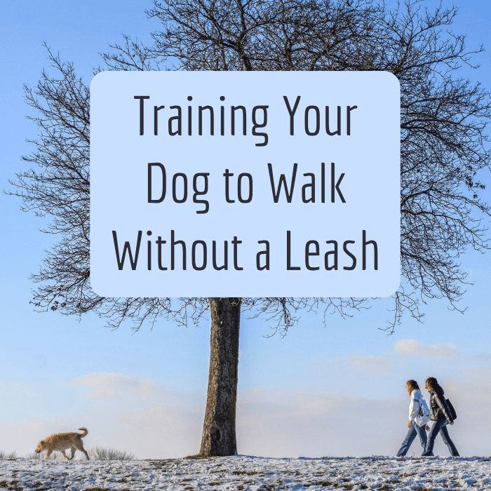 Требуется много терпения, чтобы приучить собаку ходить без поводка, но это можно сделать.