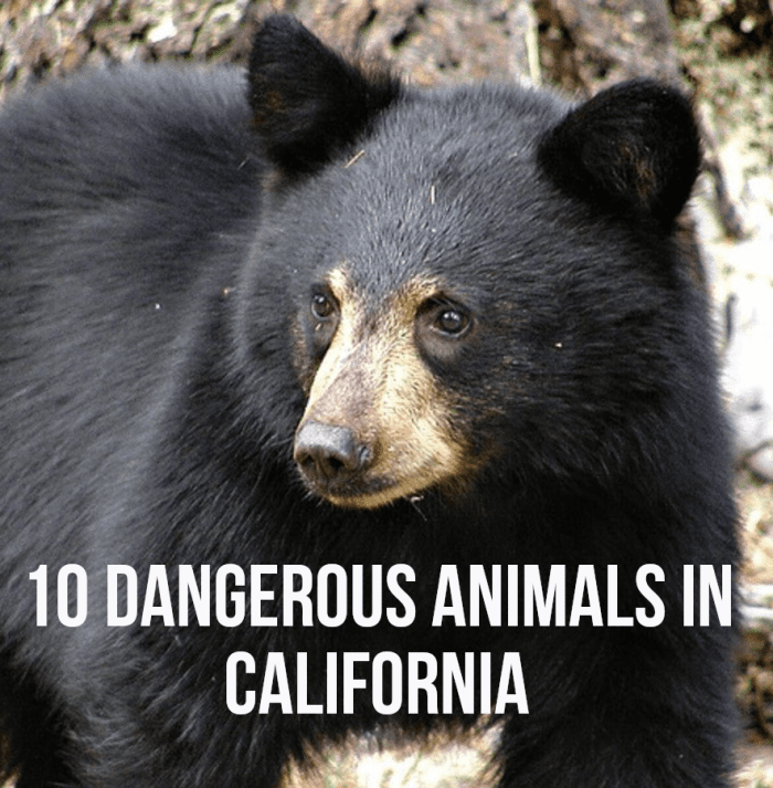 Top 10 Most Dangerous Animals in California - HubPages