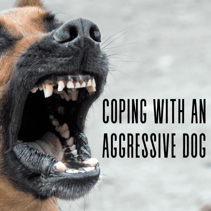 Does your dog have aggression issues, like fear aggression? In this article, I share how I have tried to manage my dog's aggression.