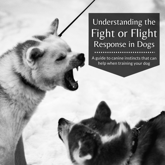This article will help explain the fight-or-flight response in canines and hopefully help you in your dog training journey.