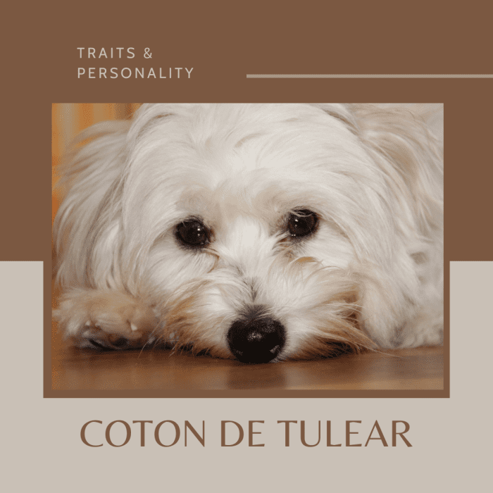 This article will provide information on the intelligence, temperament, and personality of the Coton de Tulear breed of dogs.