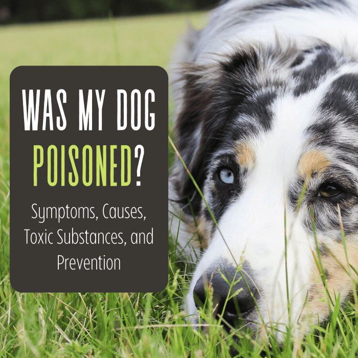 Has My Dog Been Poisoned? Causes, Symptoms, and Toxins - PetHelpful