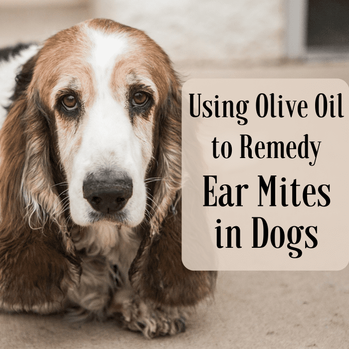 How to Use Olive Oil to Get Rid of Dog Ear Mites Fast at Home PetHelpful