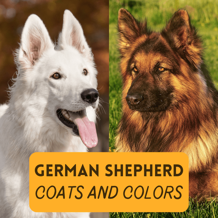 Discover the wide variety of coat types and colors for German Shepherd dogs!