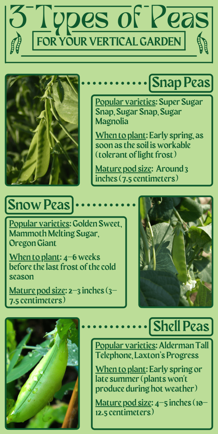 No matter what kind of peas you choose to grow, you're bound to be rewarded with a delicious harvest.