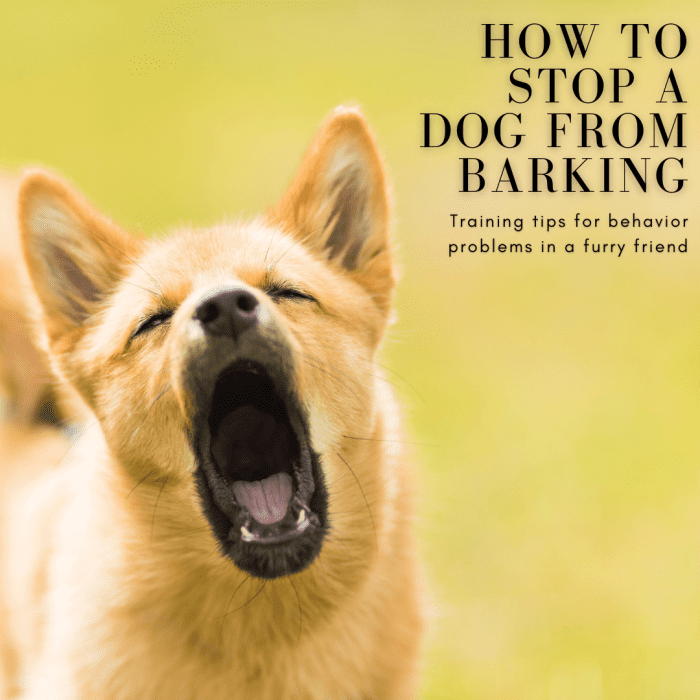 How to Stop a Dog From Barking: Dog Training for Behavior Problems ...