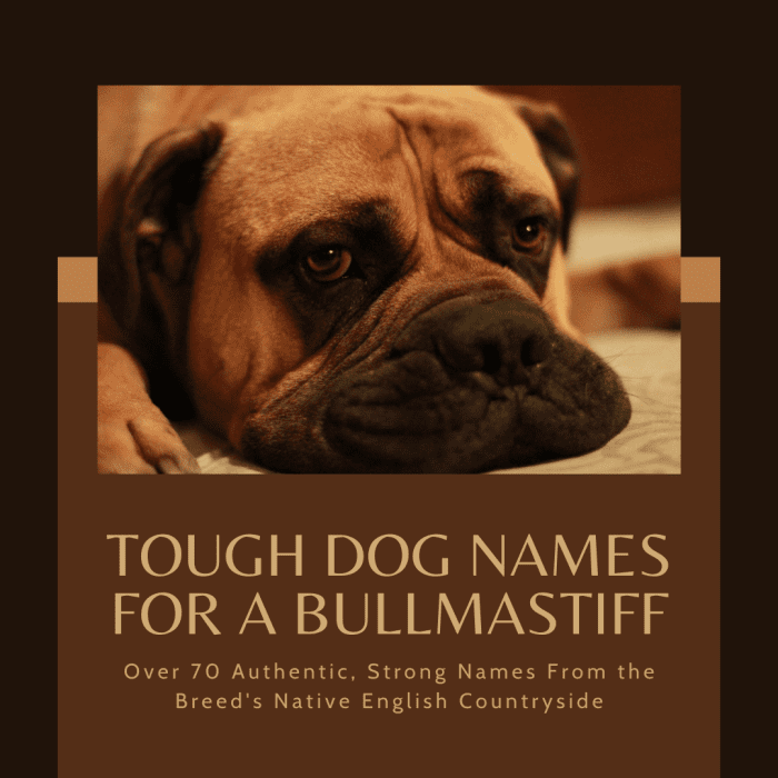 Tough Dog Names From England for a Bullmastiff - PetHelpful