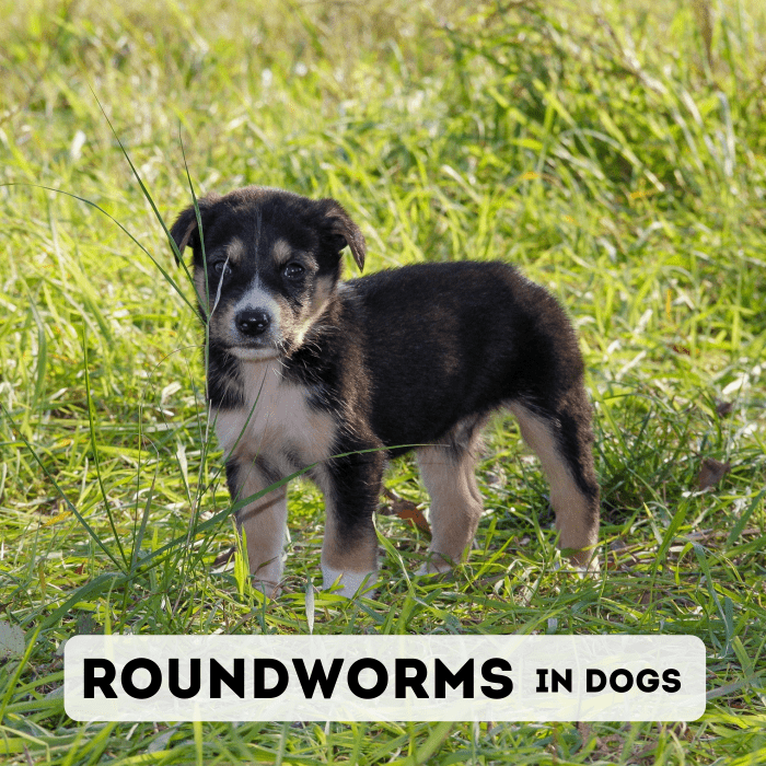 Узнайте о видах круглых червей, которые поражают собак, а также о симптомах и лечении заражения.