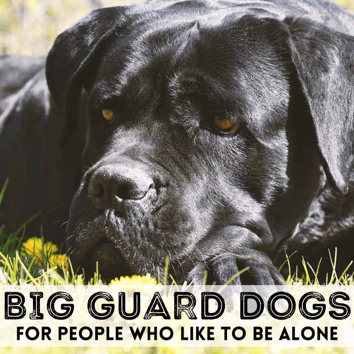 Want to be left alone? Large guard dogs, like this Cane Corso, may make unwanted visitors think twice.