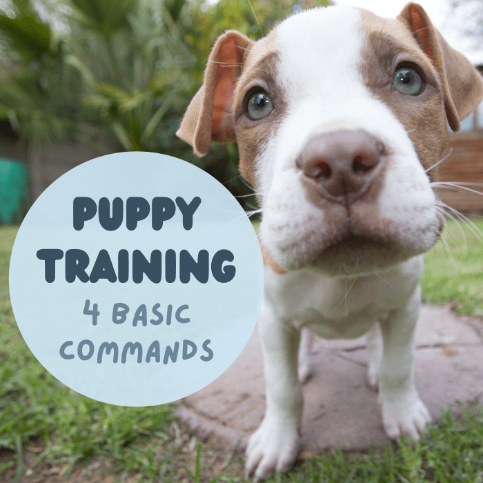 4 Basic Commands to Start Teaching and Training a Puppy Early PetHelpful