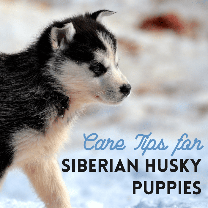 How to Train and Take Care of a New Siberian Husky Puppy PetHelpful