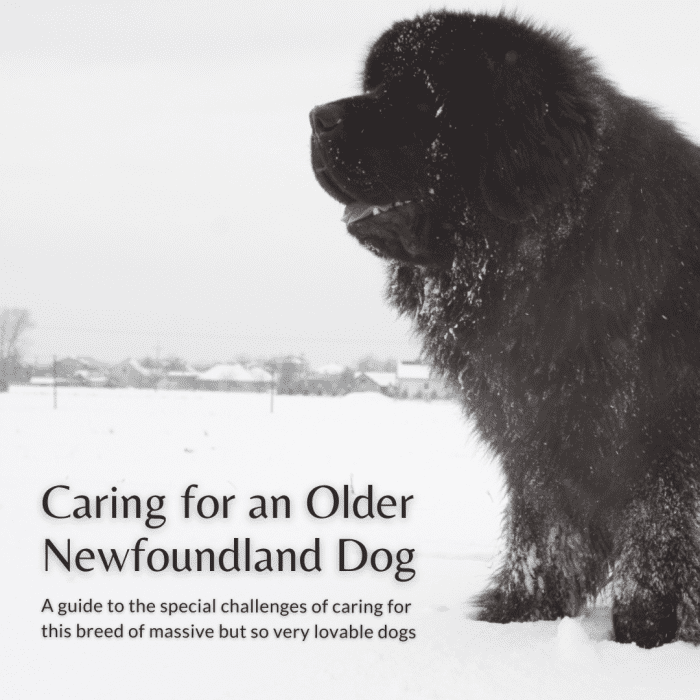 This article will break down how to care for the beloved Newfoundland dogs as they age into their golden years.