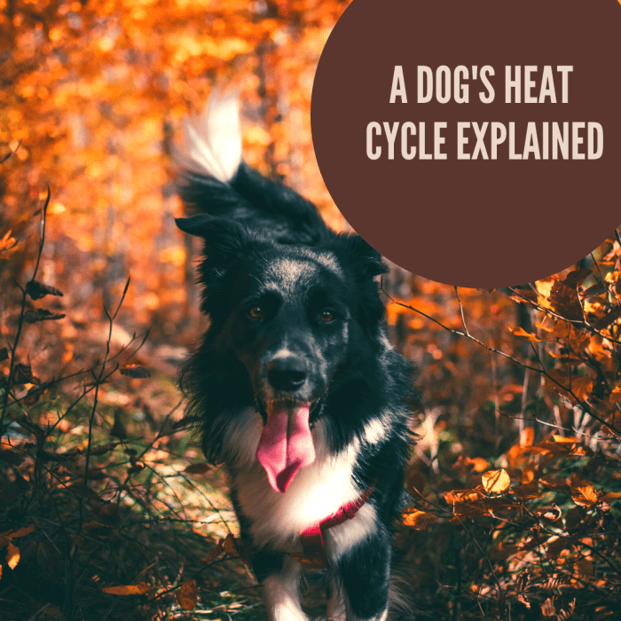The Dog's Heat Cycle Explained PetHelpful