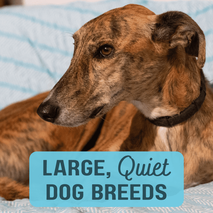 Are you looking for a big dog that doesn't bark much? Try one of these recommended breeds, like the Greyhound.