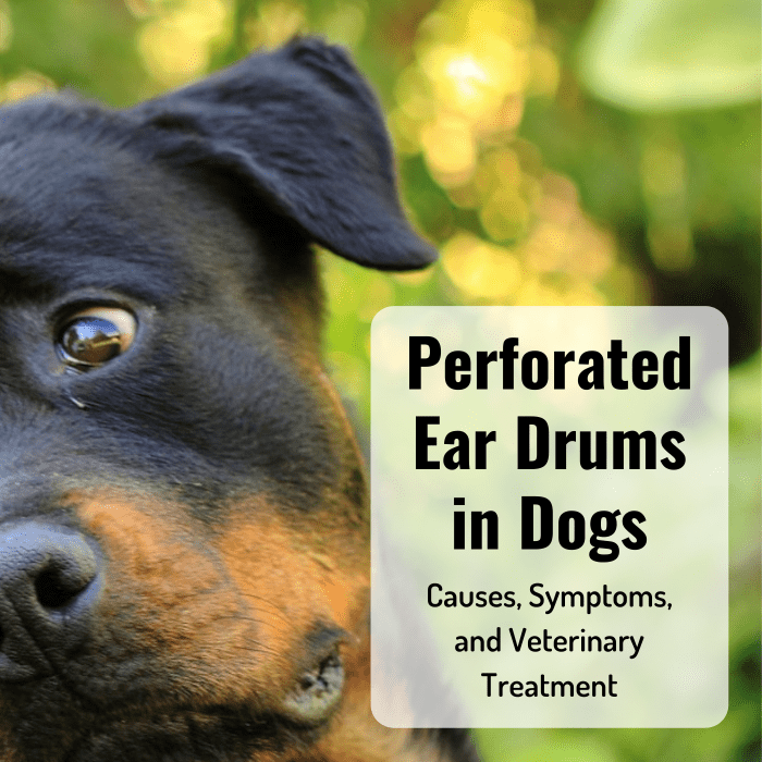 Learn more about your dog's eardrum and how it can get ruptured. Review some common signs of a perforated eardrum, and learn how your vet might approach it.
