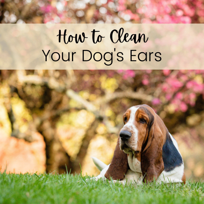 How to Clean Your Dog's Ears With Apple Cider or White Vinegar - PetHelpful