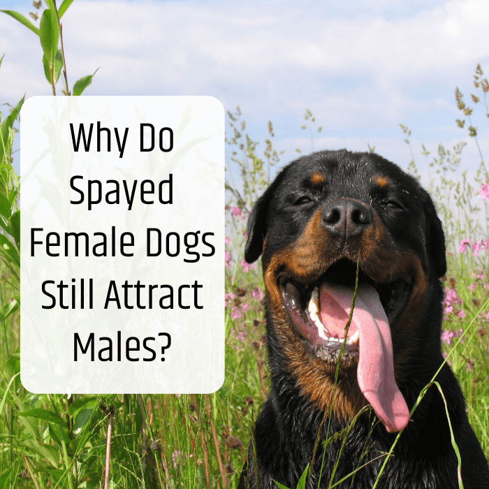 There are several reasons why your spayed female dog may still be attracting males, such as stray pheromones or tissue remnants.