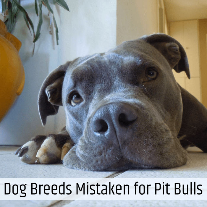 Many other breeds bear some resemblance to the American pit bull terrier. Learn about some of the breeds that are most commonly mistaken for pit bulls.