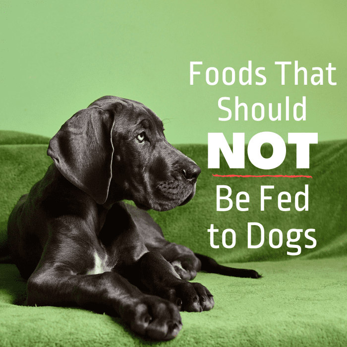 What Not to Feed Your Dog PetHelpful