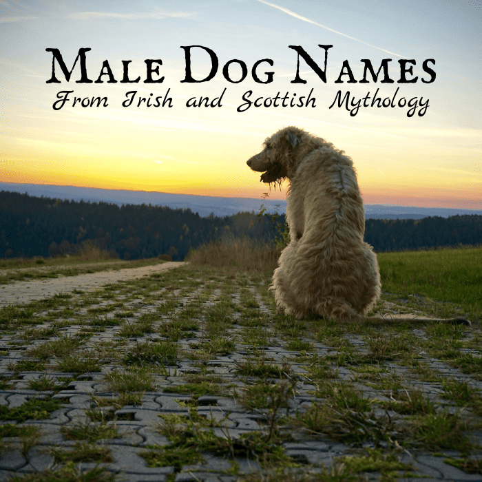 20 Mythical Irish and Scottish Names for Male Dogs - PetHelpful