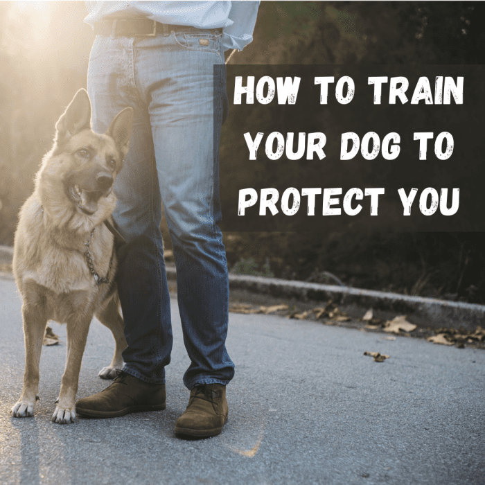 If you want a dog that's going to protect you rather than simply be your pal, here are five critical training tips.