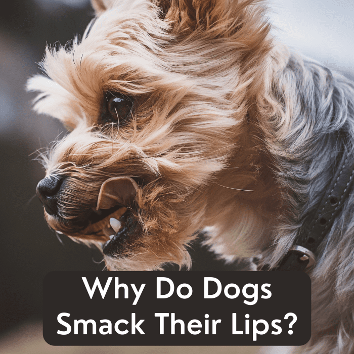 Does your dog lick his lips a lot? There are several possible explanations, including thirst, anxiousness or irritated stomach.