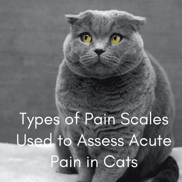 types-of-pain-scales-used-to-assess-acute-pain-in-cats-pethelpful