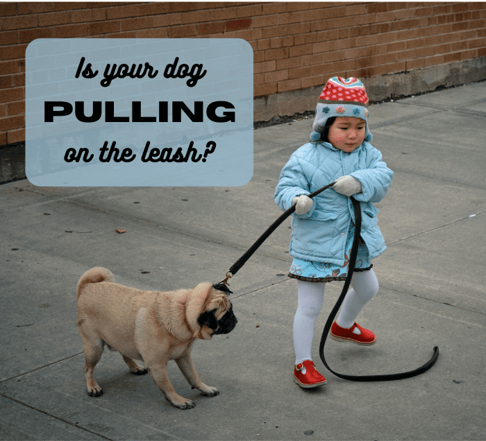 How to Teach Your Dog Not to Pull on a Leash PetHelpful