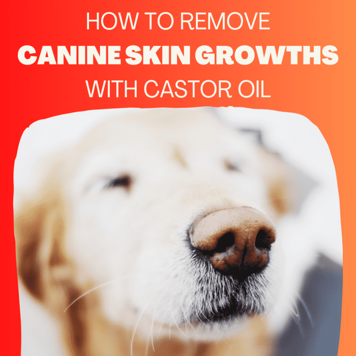 how-to-get-rid-of-growths-on-dogs-for-under-5-dollars-pethelpful