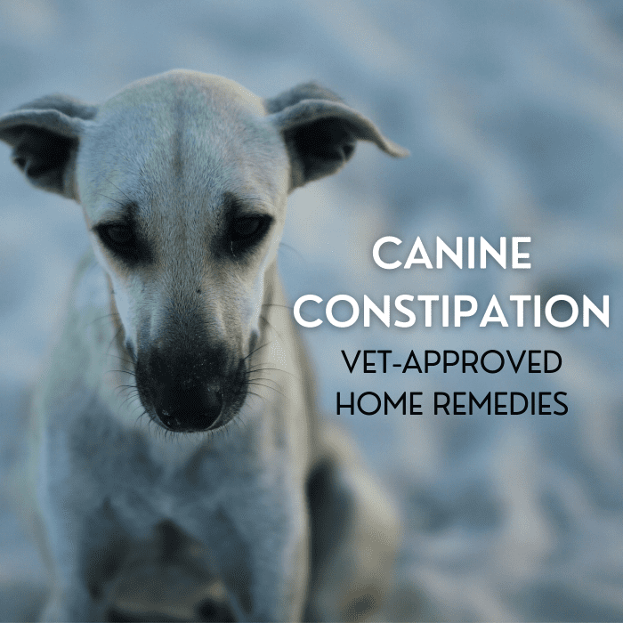 VetApproved Home Remedies for Dog Constipation PetHelpful