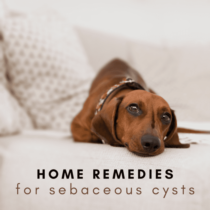 dog-sebaceous-cysts-home-remedies-pethelpful