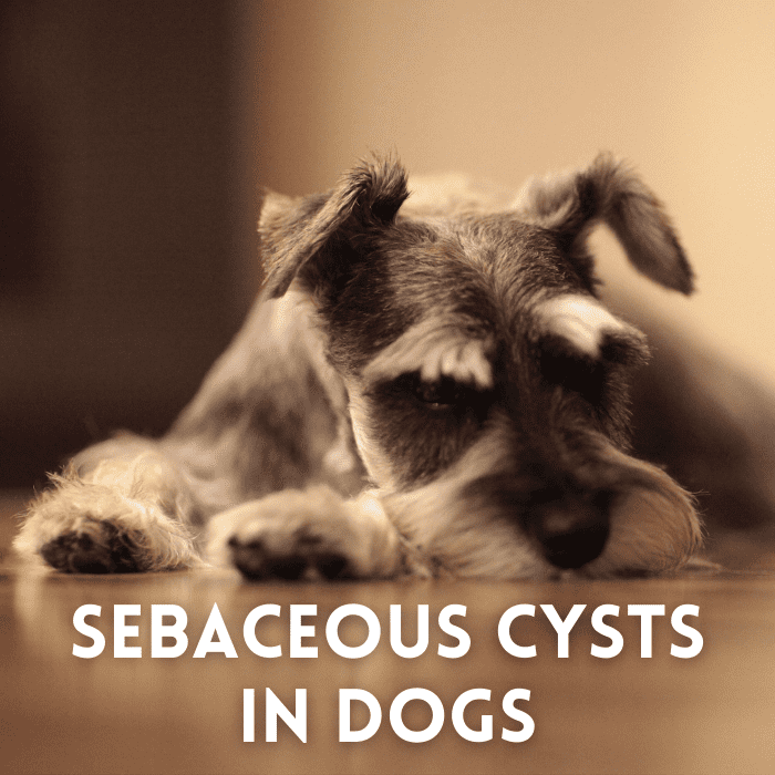 Understanding Sebaceous Cysts in Dogs What Are They and What Should