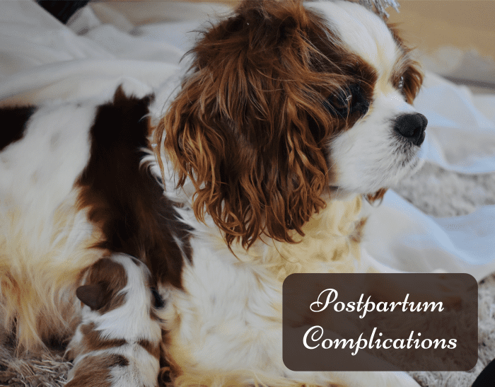Learn what is normal or abnormal in your dog after giving birth.