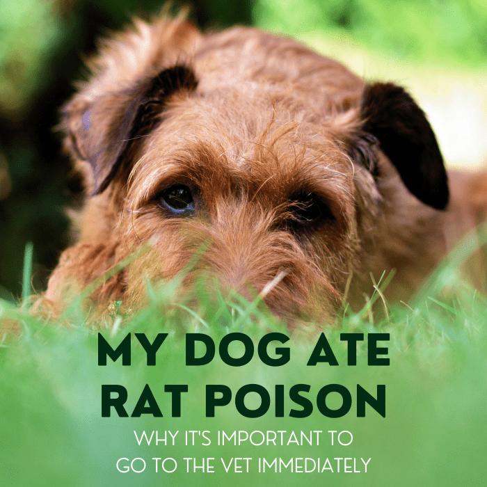 What Should I Do If My Dog Ate Rat Poison PetHelpful