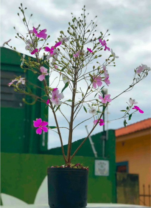 Once the roots are fully formed, saw off the new plant from the mother plant and transfer it to a vase filled with a proper substrate for your plant.